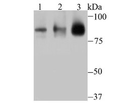 Cullin 3, Rabbit anti-Human,Mouse, Polyclonal, Novus Biologicals 100 uL;